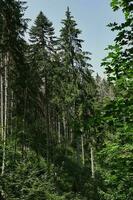 Huge fir trees in the Black Forest nature reserve photo