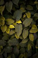 verde y amarillo japonés knotweed planta hojas en otoño temporada foto