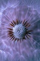 Close-up of dandelion flower plant in springtime photo