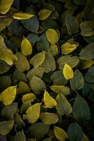 green and yellow japanese knotweed plant leaves in autumn season photo