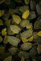 verde y amarillo japonés knotweed planta hojas en otoño temporada foto