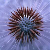 Close-up of dandelion flower plant in springtime photo