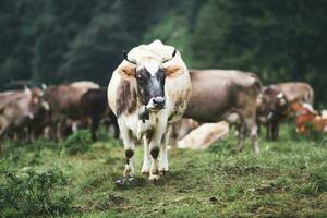 Cow with big horns in pasture photo