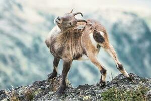 An ibex scratching with its antlers photo