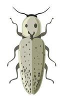 Bug eastern eyed click beetle or elater vector