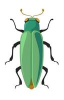 error Buprestidae joya escarabajos cabeza plana barrenadores vector