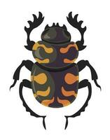 Bug carrion beetle silphidae, insects species vector