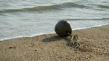 A ball of seaweed on a beach near the ocean video