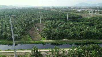 Electric towers blending with lush oil palm video