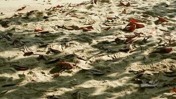 uma arenoso de praia coberto dentro grande quantidade do folhas video