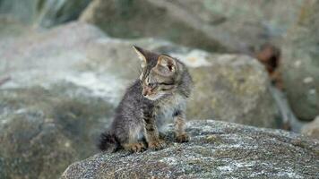A small kitten sitting on top of a rock video