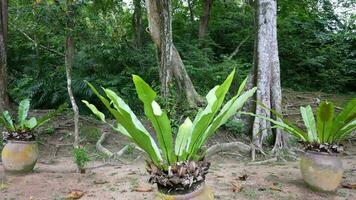 Slow move toward potted plant video