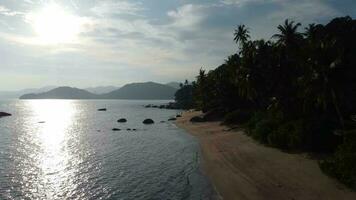 An aerial view of a beach with palm trees video