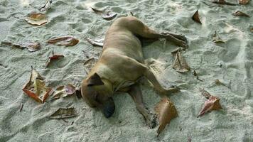 A brown dog laying on top of a sandy beach video
