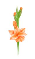 orkide blommor och löv vattenfärg png