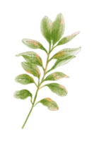 acquerello floreale fiore, le foglie png