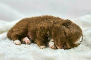 pequeño chihuahua perrito dormido en suave blanco tela, linda soñoliento marrón blanco perro raza en blanco foto