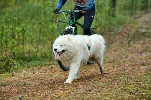 carrera de mushing de perros bikejoring foto