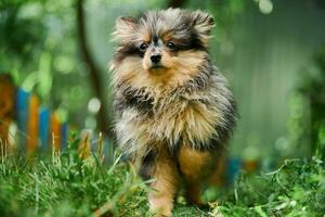 cachorro pomerania spitz en el jardín foto