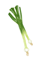 spring onion watercolor illustration png