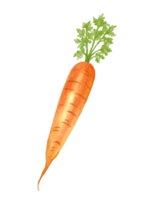 carrot watercolor illustration png