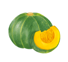 zucca acquerello illustrazione png