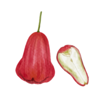 roos appel fruit waterverf png