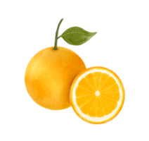 orange frukt vattenfärg png