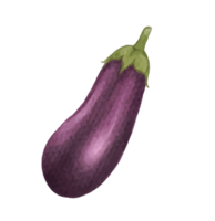 aubergine aquarelle illustration png