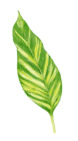 tropicale le foglie acquerello png