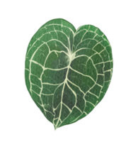 tropical leaves watercolor png