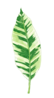 tropical leaves watercolor png
