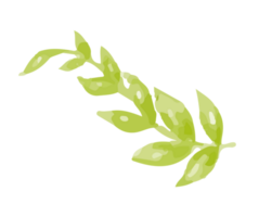 Watercolor small green leaf png