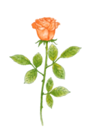 acuarela Rosa flor ilustración png