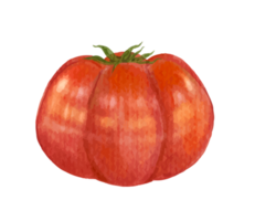 tomate aguarela ilustração png