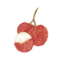 lychees fruit waterverf png