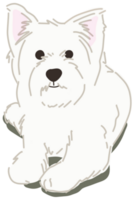 Lovely white yorkshire terrier dog illustration png