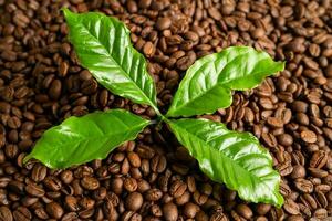 Coffee brown bean medium roasted with fresh green leaf. photo