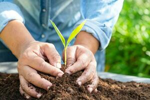 Gardener woman plant a tree with peat moss organic matter improve soil for agriculture organic plant growing, ecology concept. photo