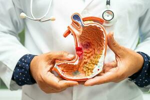 Stomach disease, doctor holding anatomy model for study diagnosis and treatment in hospital. photo