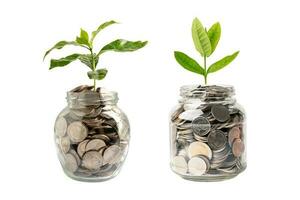 Tree plumule leaf on save money coins, Business finance saving banking investment concept. Tree plumule leaf on save money coins, Business finance saving banking investment concept. photo