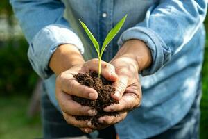 Gardener woman plant a tree with peat moss organic matter improve soil for agriculture organic plant growing, ecology concept. photo