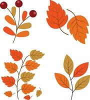 Autumn Leaves. Collection of colorful falling autumn leaves isolated on white background. Vector illustration.