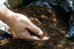 Hand holding peat moss organic matter improve soil for agriculture organic plant growing, ecology concept. photo