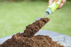 Gardener woman holding peat moss organic matter improve soil for agriculture organic plant growing, ecology concept. photo