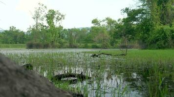 moosig See und Sumpf im das Mangrove Wald video