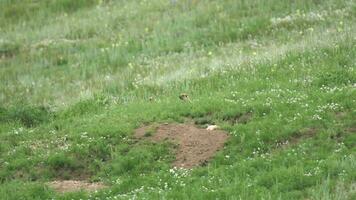 echt wild marmot in een weide gedekt met groen vers gras video