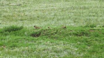 real salvaje marmota en un prado cubierto con verde Fresco césped video