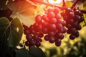 Ripe black grapes growing on a branch on a sunny day in the garden, close-up. photo
