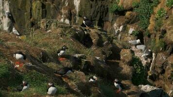 Puffin colony on reef video